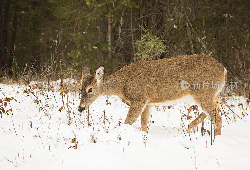 雪中的鹿在寻找食物