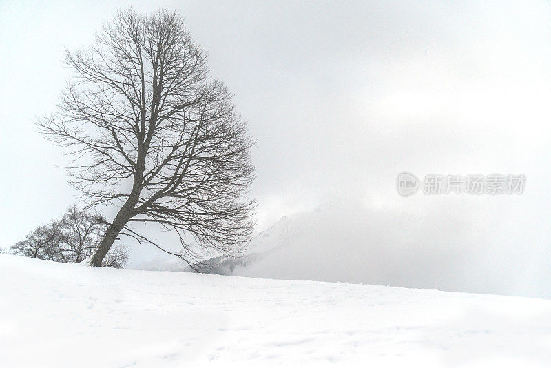 雪中的树和雾一起在锡勒塞谷的高处