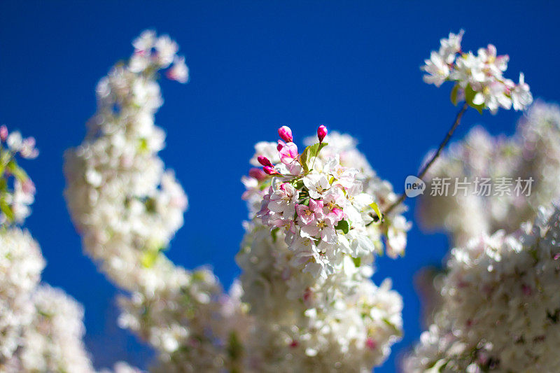 深蓝天空下的苹果花(特写)