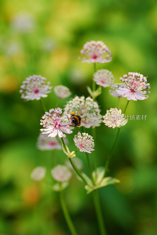 美丽的白色黄芪花和大黄蜂