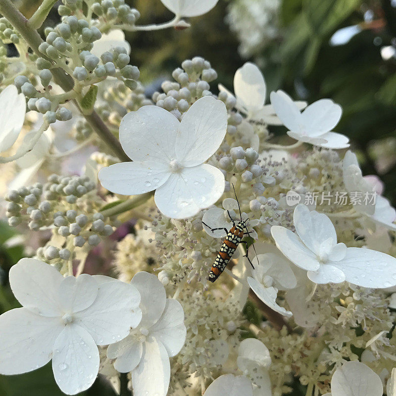 绣球花上的臭椿