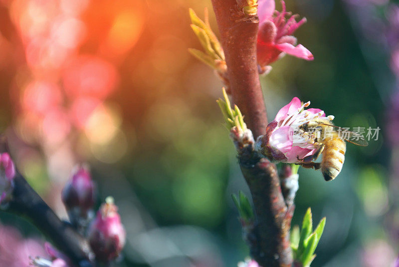 蜜蜂在梨树开花花