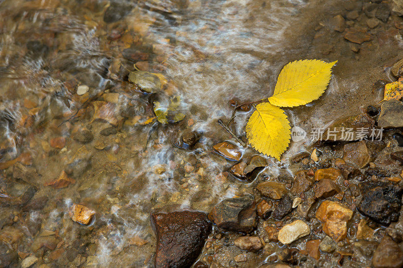 秋天黄叶落在小溪里