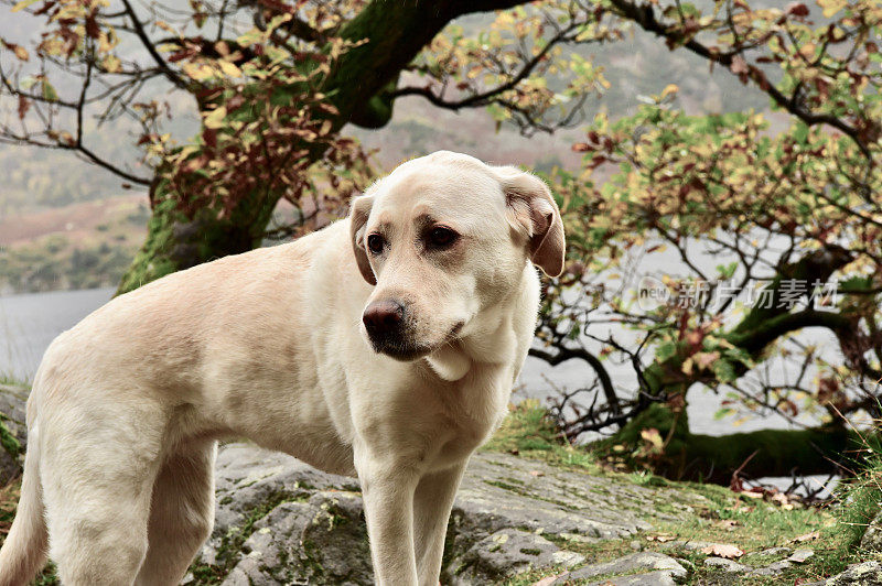 湖区的拉布拉多寻回犬