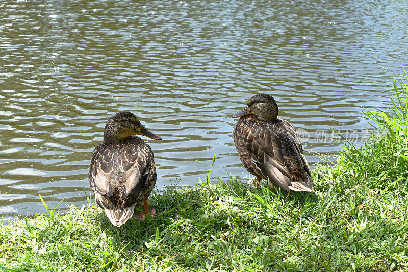 一对野鸭在池塘的岸边休息