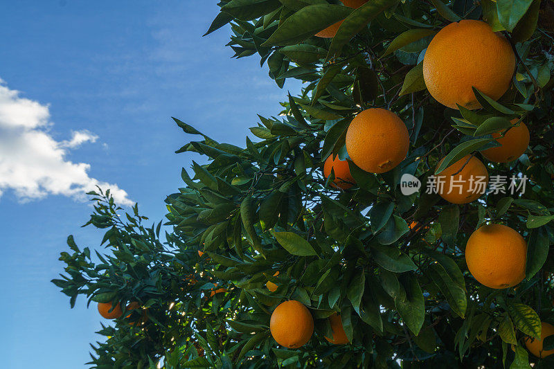 橙树蓝天