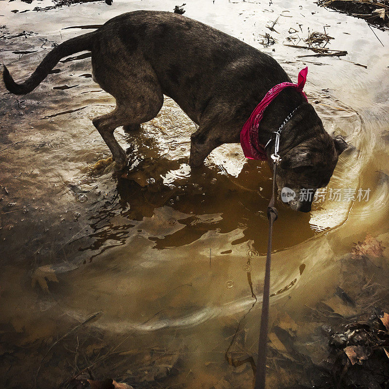 老狗在泥坑里散步