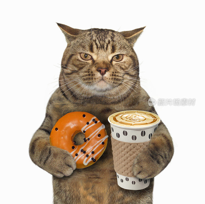 猫和橘子甜甜圈和咖啡