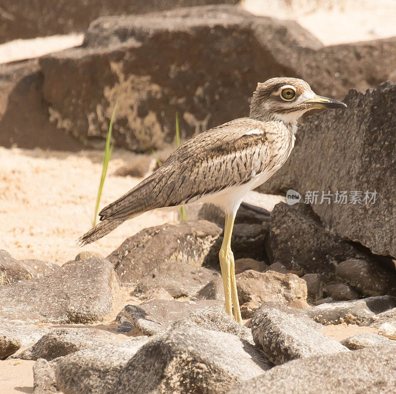 水Thick-Knee