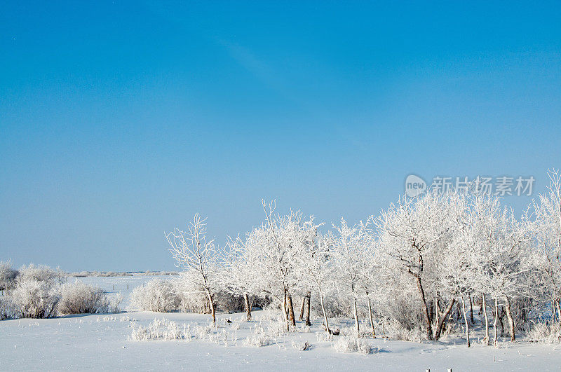 冬天白霜在乡村景观的树木、灌木丛中