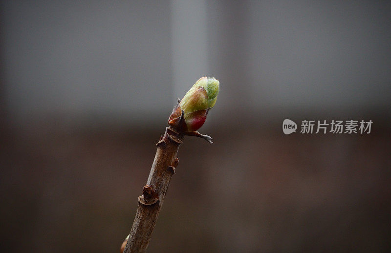 花园里的醋栗芽