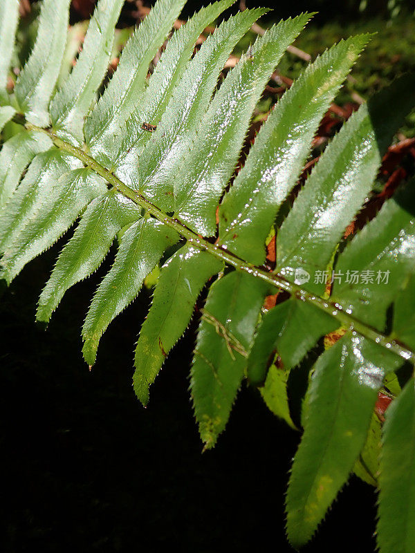 蕨类植物文摘