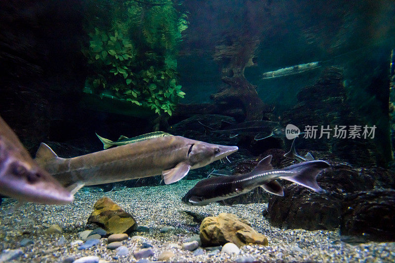 海中的鲟鱼。水族馆里的海中华鲟