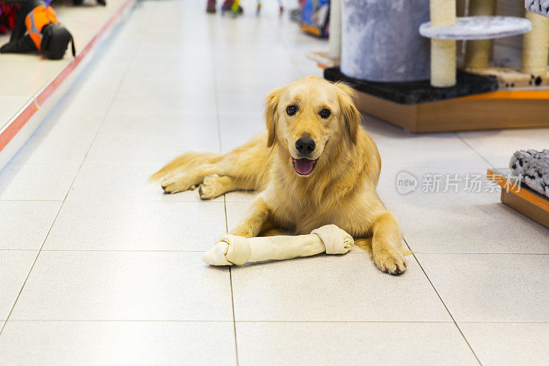 可爱的金毛猎犬与大骨头在宠物店休息