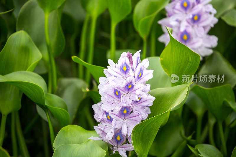 缅甸:水葫芦