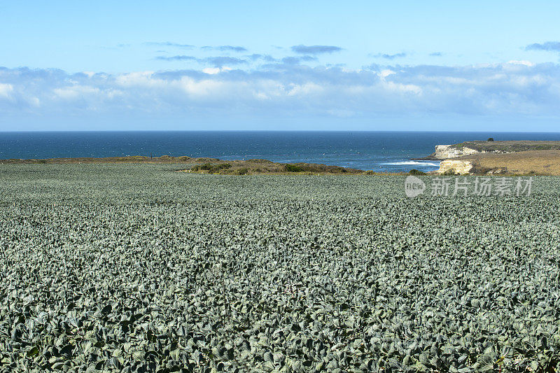 以海洋为背景的球芽甘蓝田风景