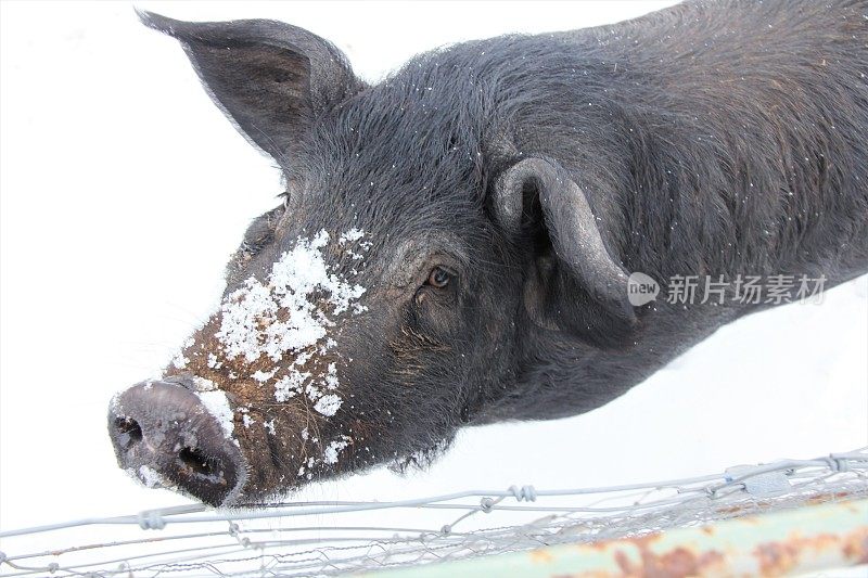 雪中的黑猪