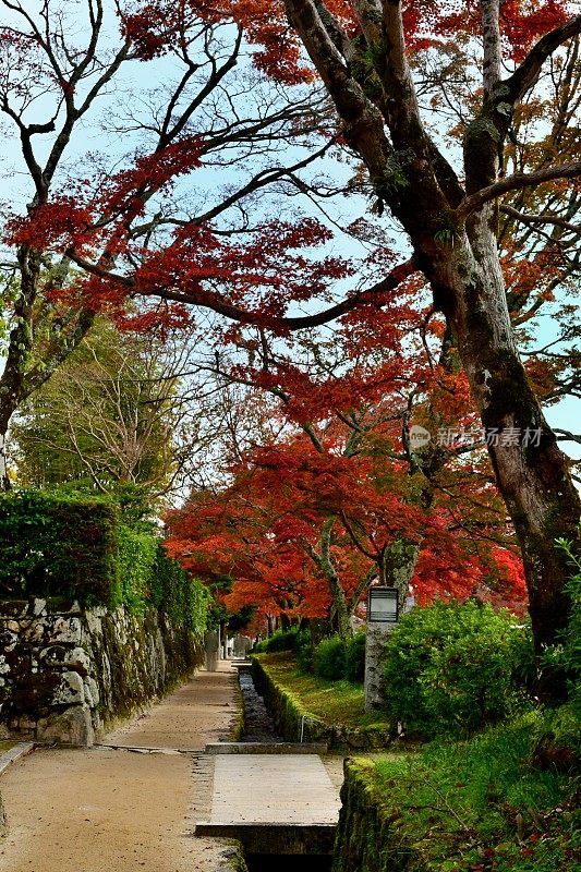 日本西部的秋叶