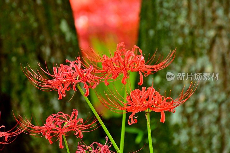 蜘蛛百合花，日高市，日本