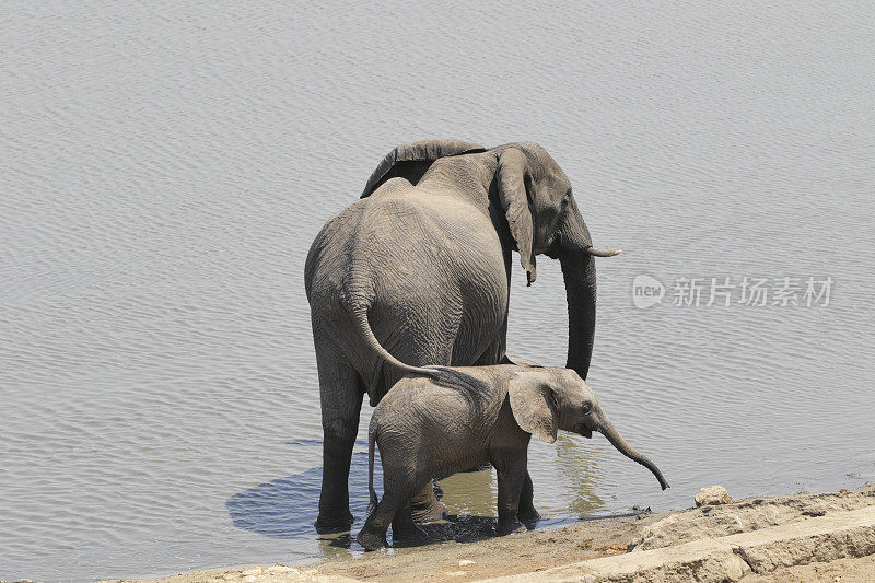 非洲象Loxodonta非洲母象和幼象津巴布韦