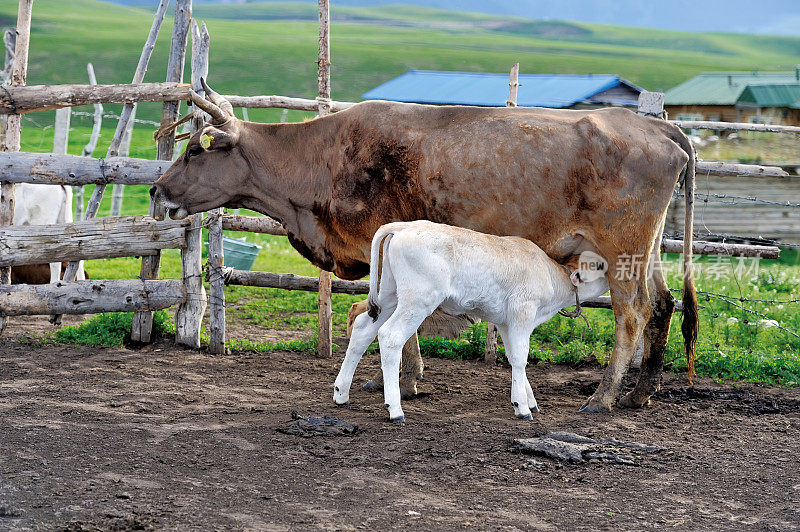 农场里一头母牛正在喂她的小牛