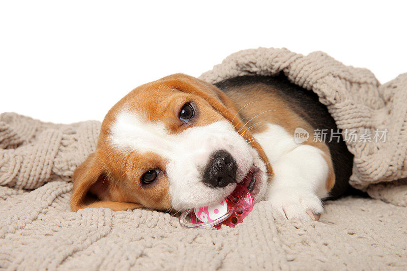 小猎犬狗躺在毯子下面