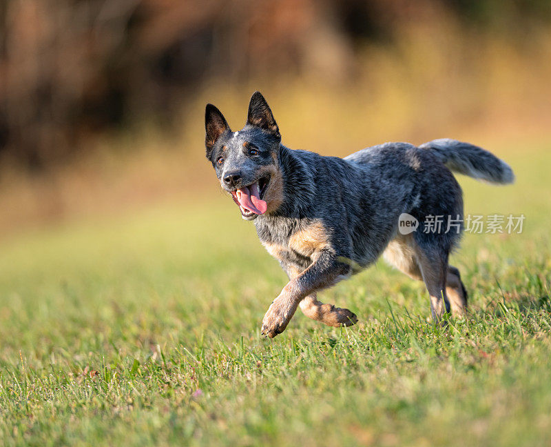 澳大利亚牧牛犬在一个专注的姿势