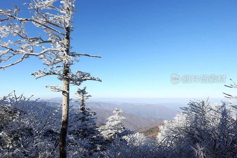 VD741老树上的雪花