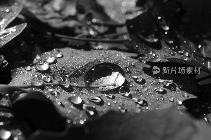 秋叶上的雨滴-抽象和单色