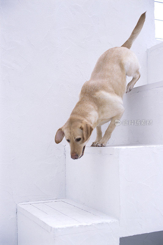 拉布拉多寻回犬跑下台阶