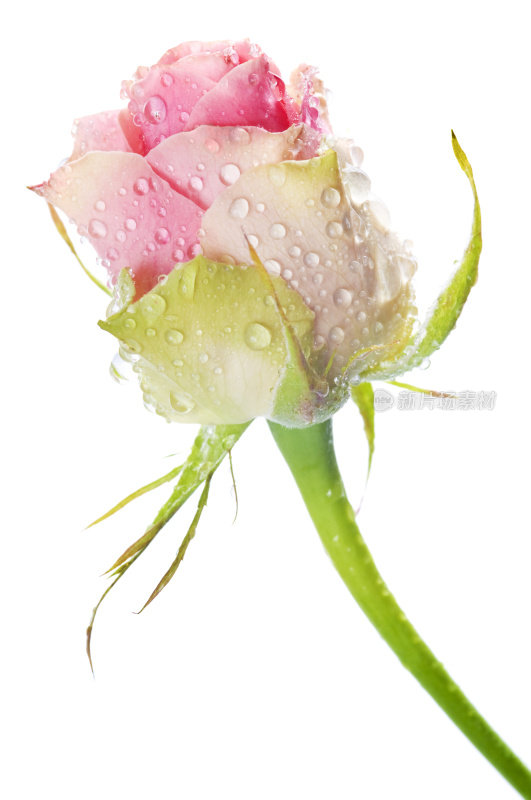 美丽的粉红玫瑰，白底上有水珠