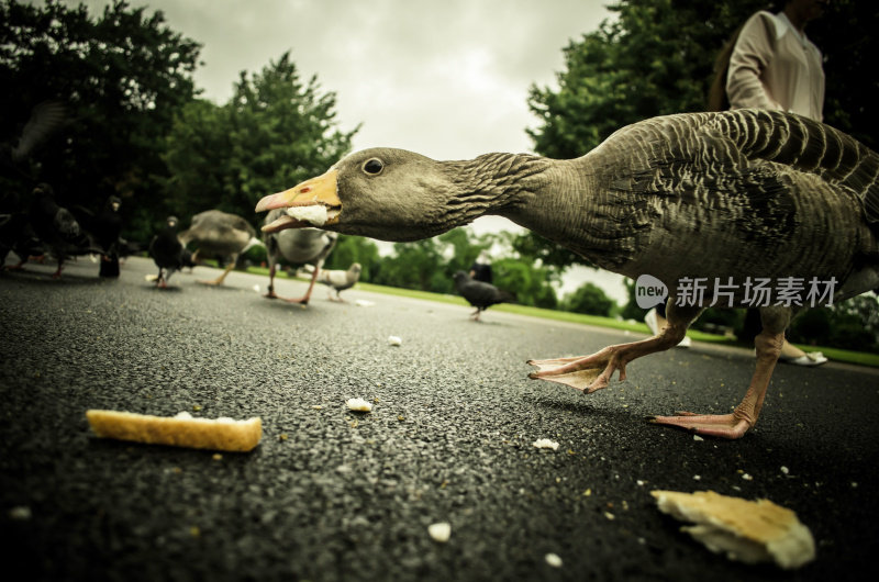 鸭子小心翼翼地吃着面包屑