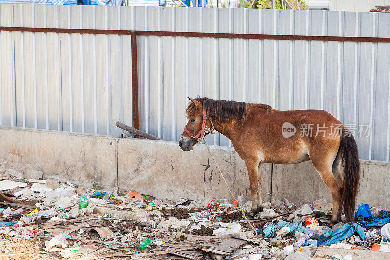 马站在废物和自己的粪便中。