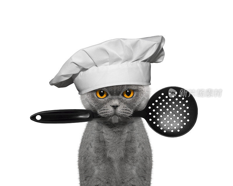 猫厨师嘴里叼着勺子