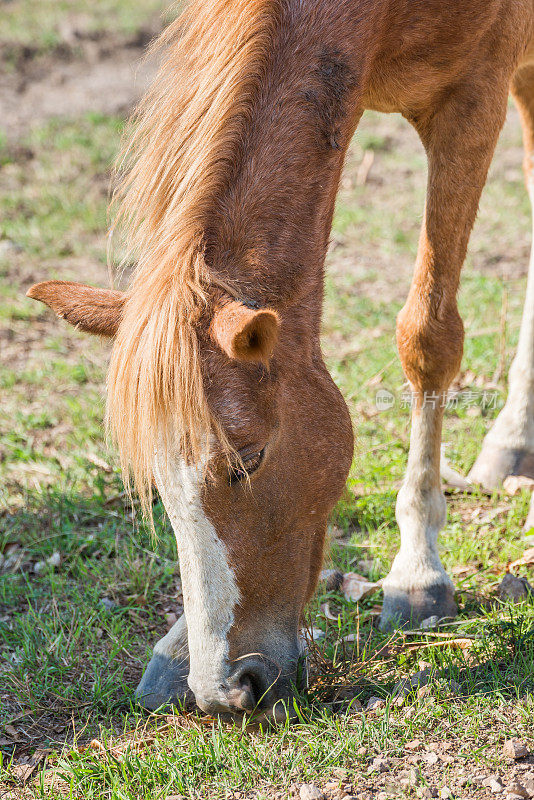 棕色的马在地上吃草