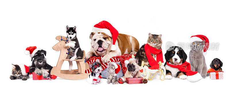 狗，猫和小猫们戴着圣诞帽