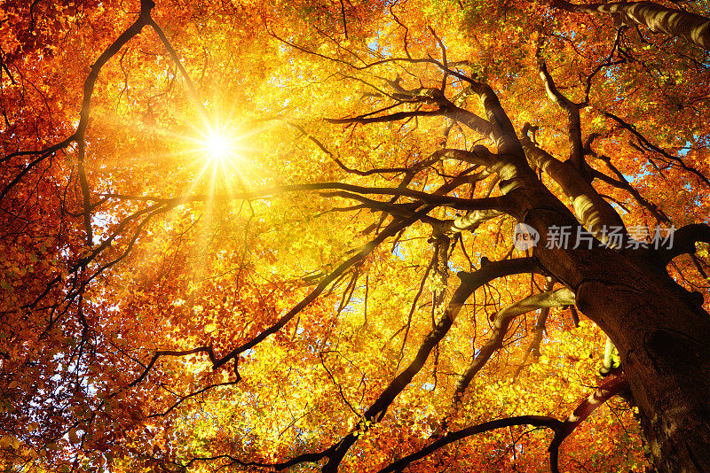 秋日的阳光穿过一棵雄伟的山毛榉树