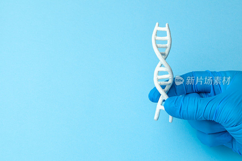 螺旋DNA的研究。对人类生物密码DNA进行遗传实验的概念。科学家掌握着DNA螺旋结构。