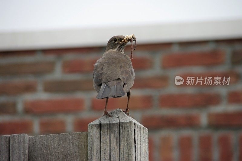 黑鸟提供食物