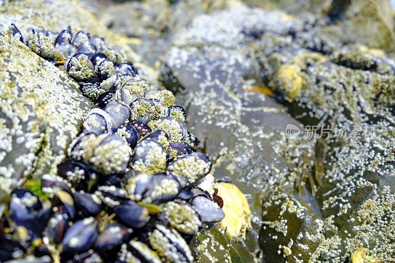 夏天，法国布列塔尼海岸的海滩上，岩石上覆盖着贻贝和藤壶