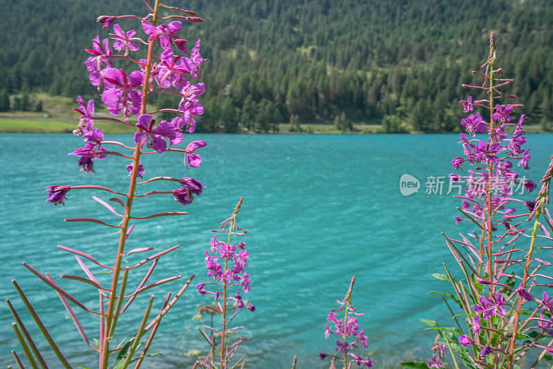 美丽的绿松石山湖在瑞士阿尔卑斯山格劳宾登州