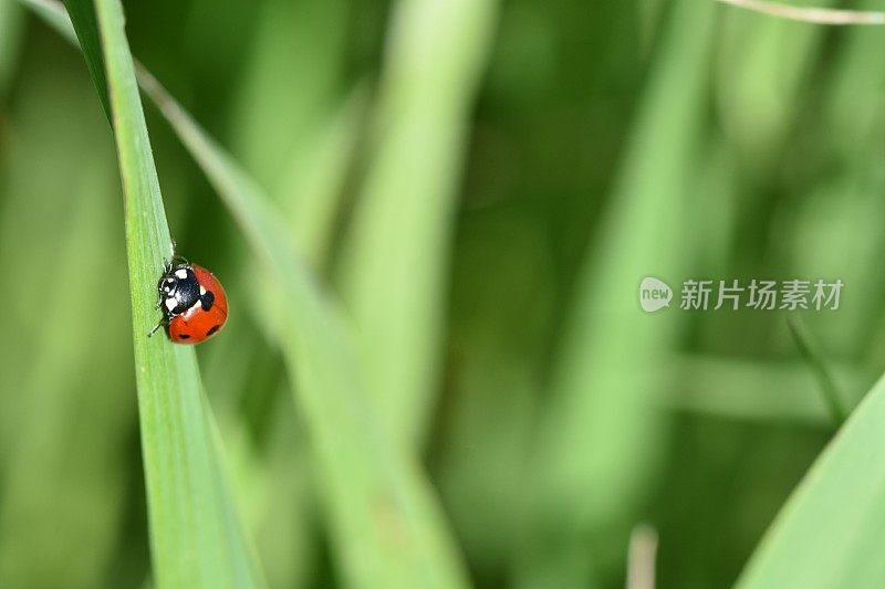 绿草里的瓢虫