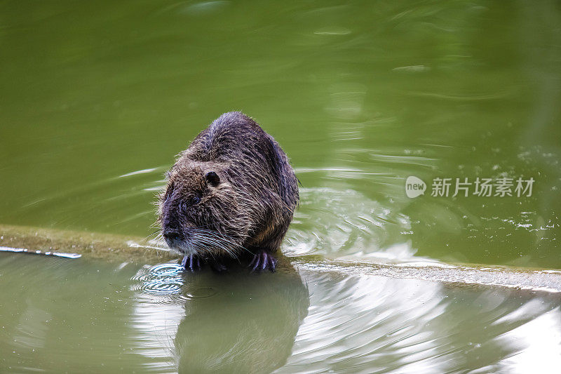 野生海狸鼠或河狸鼠