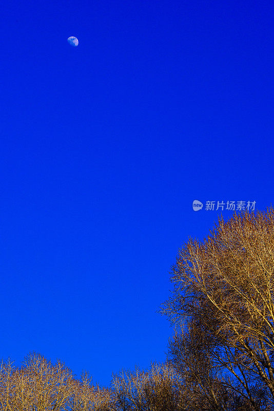 蓝天、月亮和棉白杨