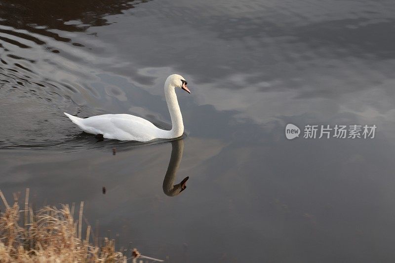 孤独的天鹅在湖上游泳