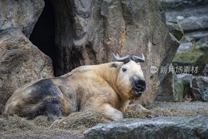 西藏羚牛……扁鼻子动物扁鼻子动物