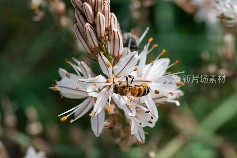 蜜蜂在春天的花上