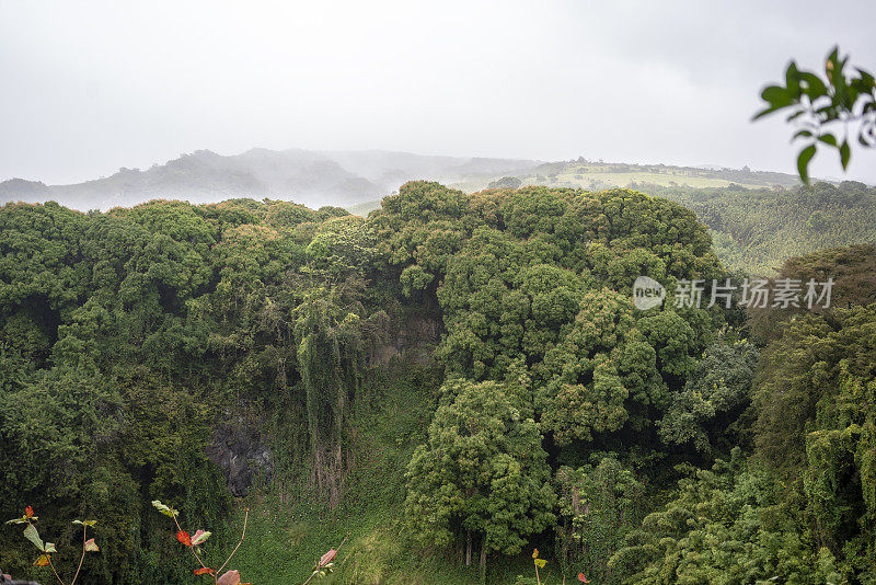 茂密的竹子景观