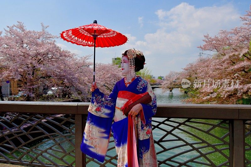 穿着美子服饰的日本女人在京都的桥上欣赏樱花