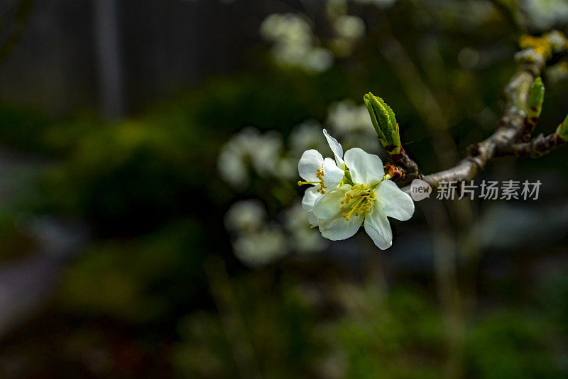 维多利亚梅花